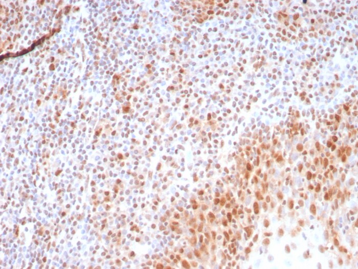 PCNA Antibody (rPCNA/8858)