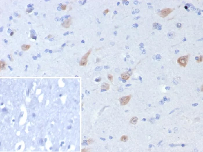 RBFOX3/NeuN Antibody (rNEUN/8055) Immunohistochemistry-Paraffin: RBFOX3/NeuN Antibody (rNEUN/8055) [NBP3-23673] -