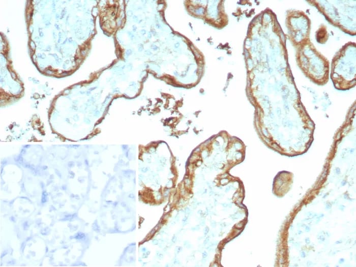 EMMPRIN/CD147 Antibody (BSG/9223R) Immunohistochemistry-Paraffin: EMMPRIN/CD147 Antibody (BSG/9223R) [NBP3-23674] -