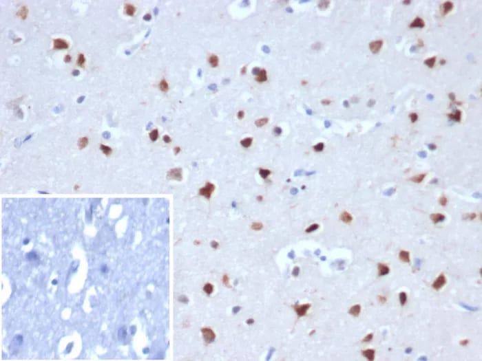 RBFOX3/NeuN Antibody (NEUN/8096R) Immunohistochemistry-Paraffin: RBFOX3/NeuN Antibody (NEUN/8096R) [NBP3-23685] -