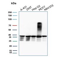 PCNA Antibody (PCNA/8633R) Western Blot: PCNA Antibody (PCNA/8633R) [NBP3-23699] -