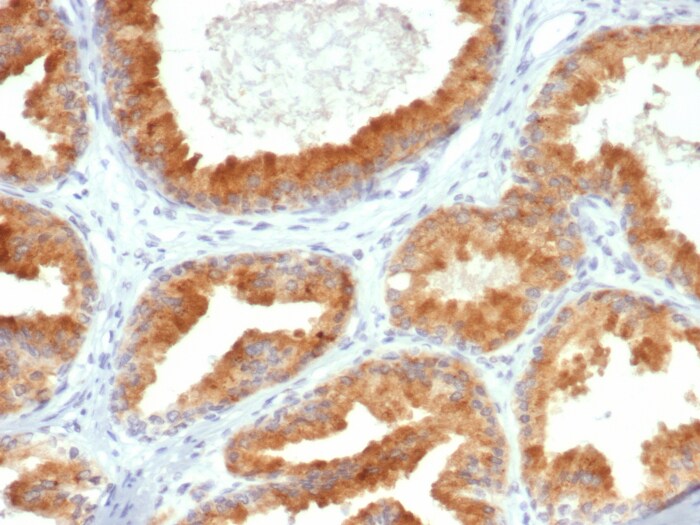 AIBZIP Antibody (PCRP-CREB3L4-1A3)