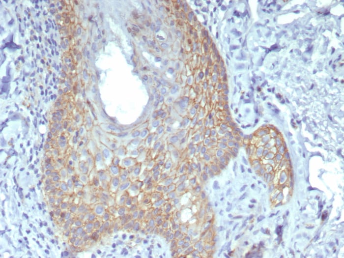 beta-Catenin Antibody (rCTNNB1/8043)