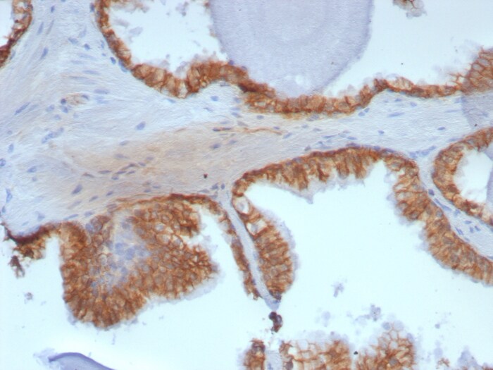 beta-Catenin Antibody (rCTNNB1/8043)