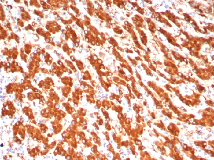 ALDH1L1 Antibody (ALDH1L1/7702)