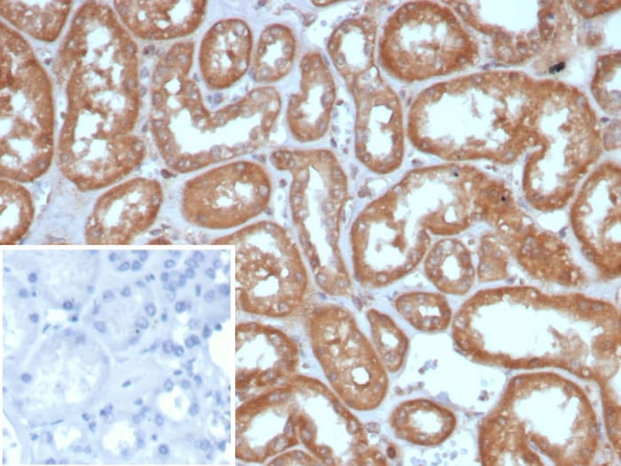 ALDH1L1 Antibody (ALDH1L1/7958)