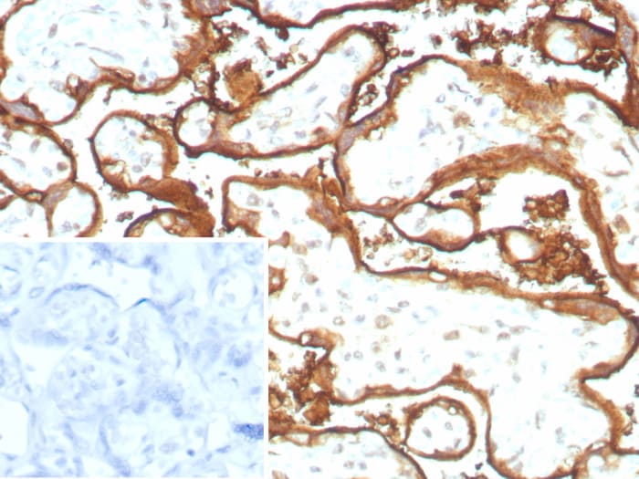 EGFR Antibody (EGFR/8933R)