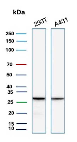 RPS23 Antibody (rYWHAE/8860) Western Blot: RPS23 Antibody (rYWHAE/8860) [NBP3-23769] -