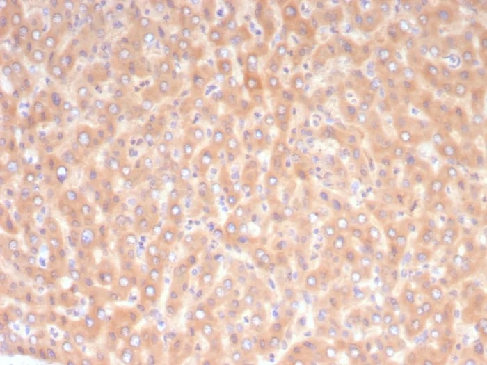 ALDH1L1 Antibody (ALDH1L1/7968) Immunohistochemistry-Paraffin: ALDH1L1 Antibody (ALDH1L1/7968) [NBP3-23774] -