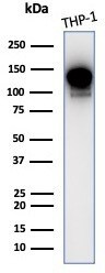 PI 3-Kinase p110 delta Antibody (PIK3CD/4639)