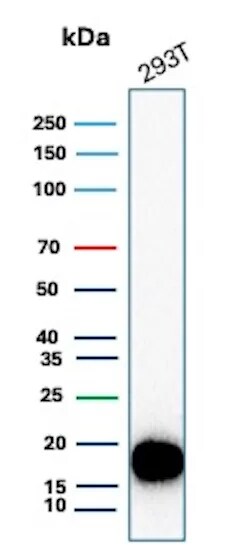 Survivin Antibody (BIRC5/8987R) Western Blot: Survivin Antibody (BIRC5/8987R) [NBP3-23789] -