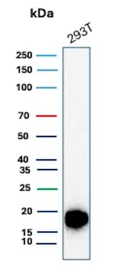 Survivin Antibody (BIRC5/8936R) Western Blot: Survivin Antibody (BIRC5/8936R) [NBP3-23790] -