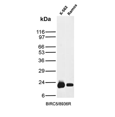 Survivin Antibody (BIRC5/8936R) Western Blot: Survivin Antibody (BIRC5/8936R) [NBP3-23790] -