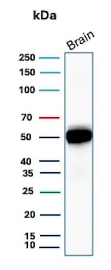 GFAP Antibody (rGFAP/8685) Western Blot: GFAP Antibody (rGFAP/8685) [NBP3-23834] -