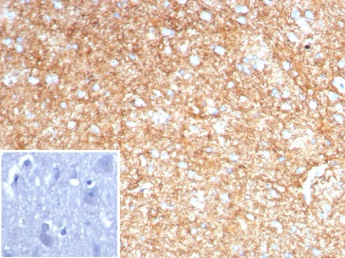 GFAP Antibody (GFAP/8616R) Immunohistochemistry-Paraffin: GFAP Antibody (GFAP/8616R) [NBP3-23870] -