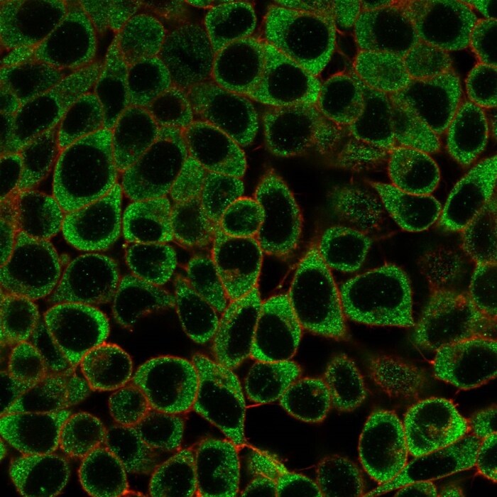 DBPA Antibody (PCRP-YBX3-2D12)