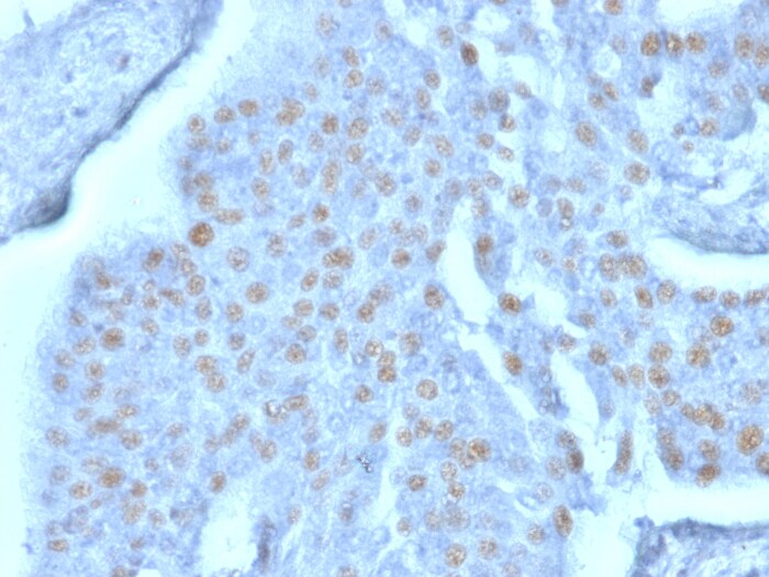 DBPA Antibody (PCRP-YBX3-2D12)