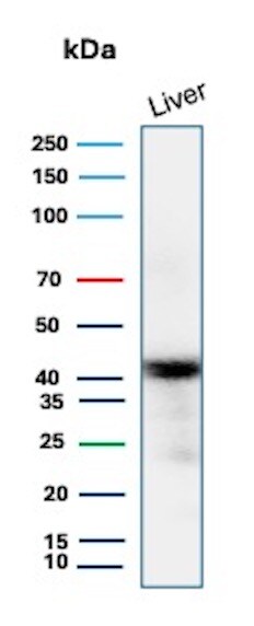 Glutamine Synthetase Antibody (rGLUL/8621) Western Blot: Glutamine Synthetase Antibody (rGLUL/8621) [NBP3-23905] -