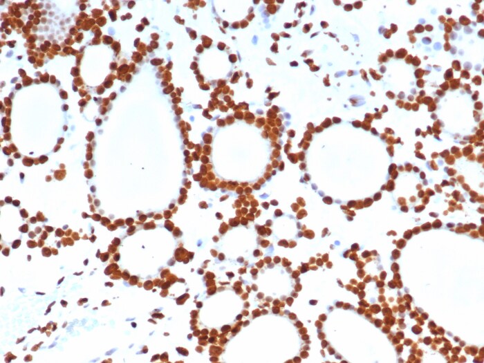 Pet1 Antibody (FEV/7311)