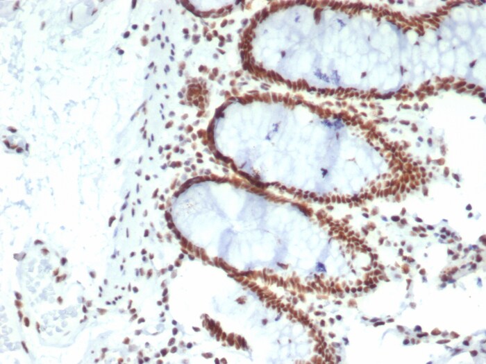 CDC5L Antibody (PCRP-CDC5L-2C6)