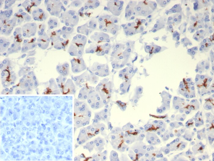 CFTR Antibody (rCFTR/8048)