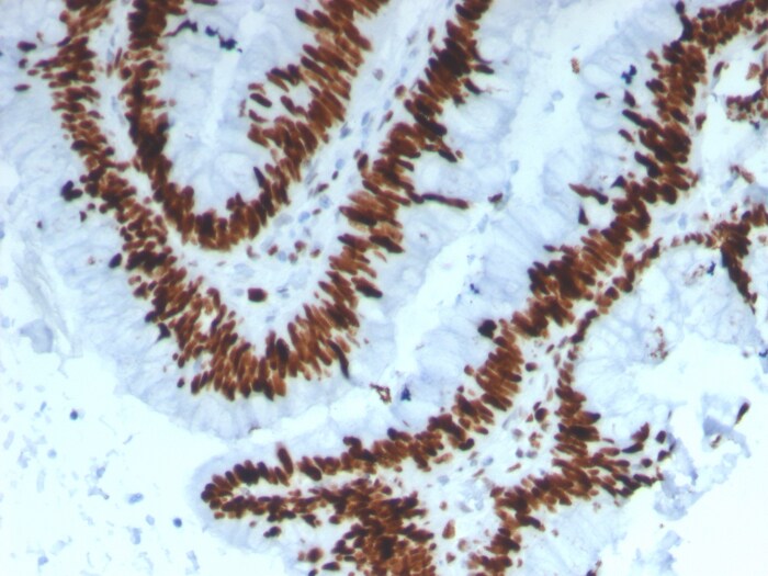 MCM3 Antibody (MCM3/3221)