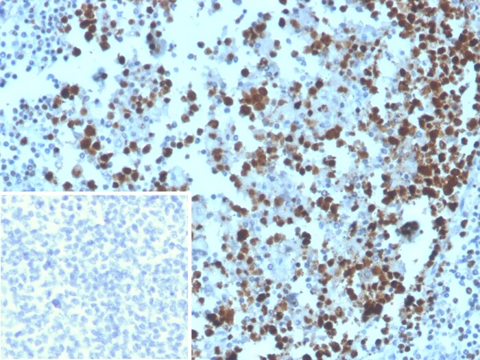 MCM3 Antibody (MCM3/3221)