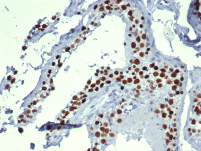 MCM3 Antibody (MCM3/6706)