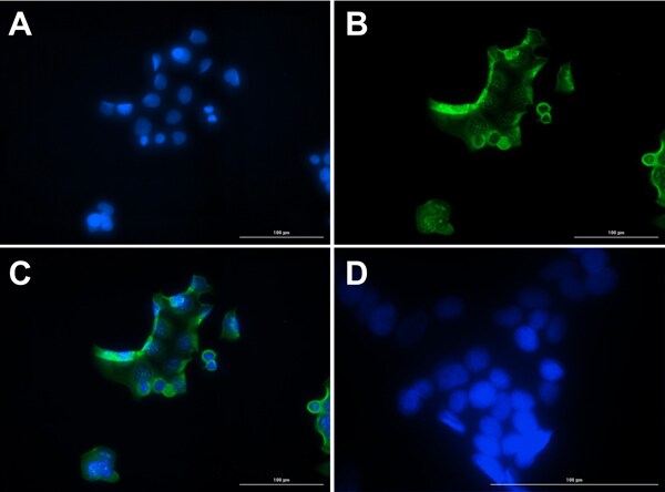 Glucagon Antibody - BSA Free