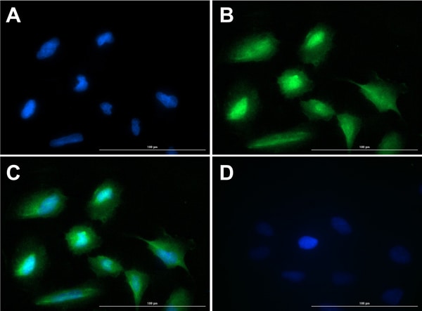 Glucagon Antibody Immunocytochemistry/ Immunofluorescence: Glucagon Antibody [NBP3-23954] -