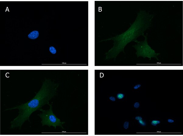 Glucagon Antibody Immunocytochemistry/ Immunofluorescence: Glucagon Antibody [NBP3-23954] -