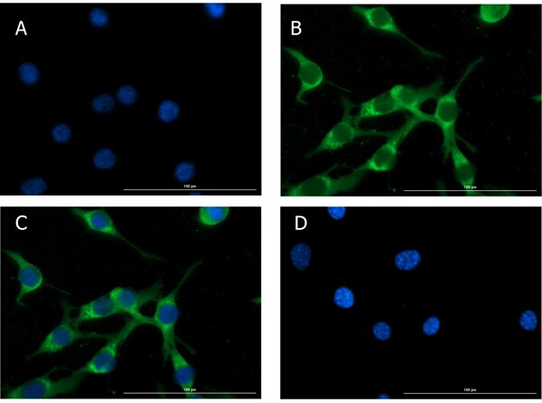 Glucagon Antibody Immunocytochemistry/ Immunofluorescence: Glucagon Antibody [NBP3-23954] -
