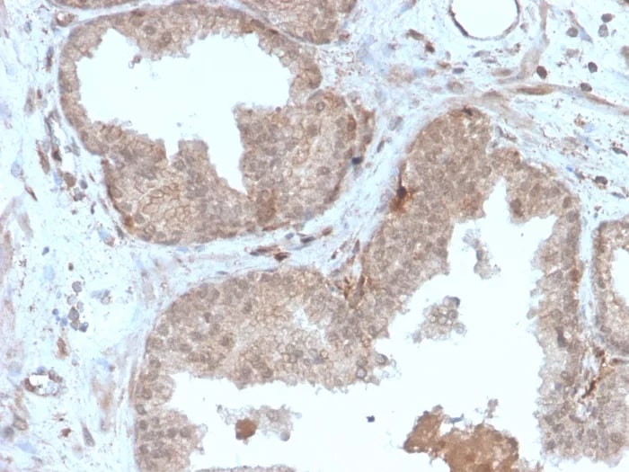MVP Antibody (r1032) - Azide and BSA Free Immunohistochemistry-Paraffin: MVP Antibody (r1032) - Azide and BSA Free [NBP3-23976] -