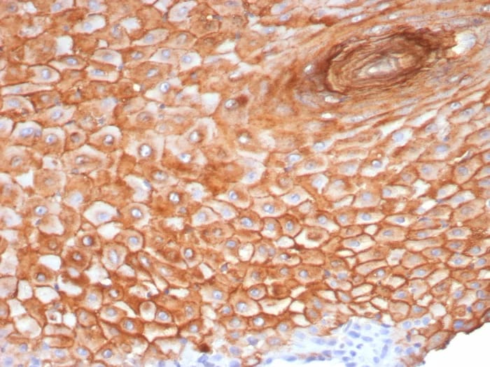 SBSN Antibody (SBSN/7965) - Azide and BSA Free Immunohistochemistry-Paraffin: SBSN Antibody (SBSN/7965) - Azide and BSA Free [NBP3-23984] -