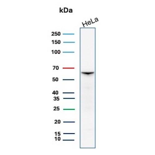 Smad4 Antibody (SMAD/7906R) - Azide and BSA Free Western Blot: Smad4 Antibody (SMAD/7906R) - Azide and BSA Free [NBP3-24008] -
