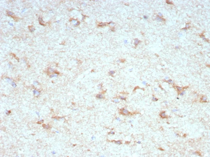 KChIP2 Antibody (KCNIP2/7589) - Azide and BSA Free Immunohistochemistry-Paraffin: KChIP2 Antibody (KCNIP2/7589) - Azide and BSA Free [NBP3-24039] -