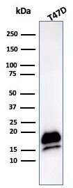 RNA Polymerase II/POLR2A Antibody (POLR2A/9089R) - Azide and BSA Free Western Blot: RNA Polymerase II/POLR2A Antibody (POLR2A/9089R) - Azide and BSA Free [NBP3-24041] -