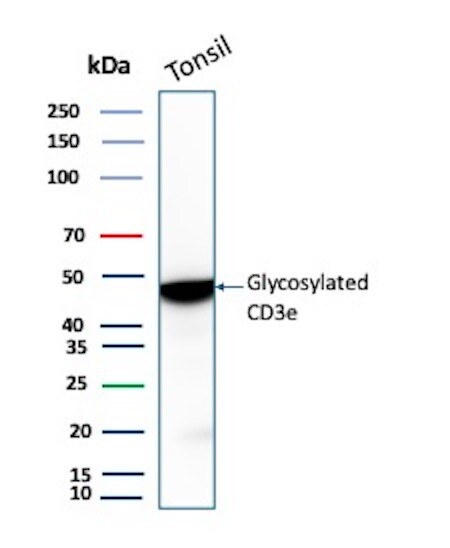 CD3 epsilon Antibody (rC3e/8881) - Azide and BSA Free Western Blot: CD3 epsilon Antibody (rC3e/8881) - Azide and BSA Free [NBP3-24048] -