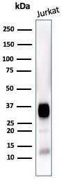 CD7 Antibody (CD7/3868R) - Azide and BSA Free Western Blot: CD7 Antibody (CD7/3868R) - Azide and BSA Free [NBP3-24056] -