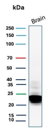 MBP Antibody (rMBP/9301) - Azide and BSA Free Western Blot: MBP Antibody (rMBP/9301) - Azide and BSA Free [NBP3-24095] -