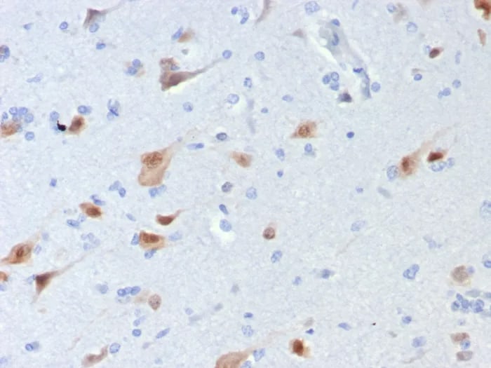 RBFOX3/NeuN Antibody (rNEUN/8054) - Azide and BSA Free Immunohistochemistry-Paraffin: RBFOX3/NeuN Antibody (rNEUN/8054) - Azide and BSA Free [NBP3-24105] -