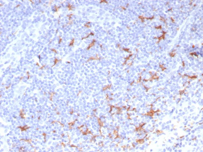 CD163L1 Antibody (CD163L1/7971) - Azide and BSA Free Immunohistochemistry-Paraffin: CD163L1 Antibody (CD163L1/7971) - Azide and BSA Free [NBP3-24128] -