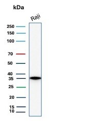 CD20 Antibody (rMS4A1/8044) - Azide and BSA Free Western Blot: CD20 Antibody (rMS4A1/8044) - Azide and BSA Free [NBP3-24142] -