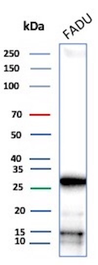 DRAP1 Antibody (PCRP-DRAP1-1A12) - Azide and BSA Free Western Blot: DRAP1 Antibody (PCRP-DRAP1-1A12) - Azide and BSA Free [NBP3-24152] -