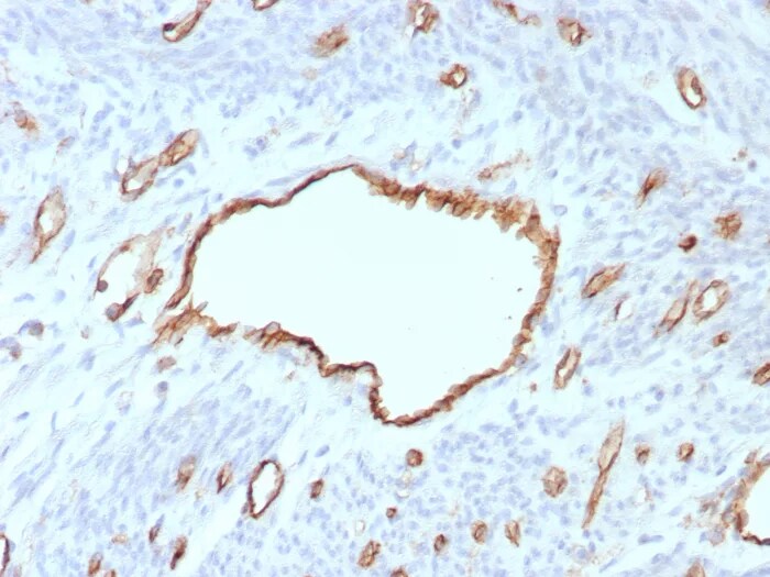 CD31/PECAM-1 Antibody (C31/8593R) - Azide and BSA Free Immunohistochemistry-Paraffin: CD31/PECAM-1 Antibody (C31/8593R) - Azide and BSA Free [NBP3-24155] -