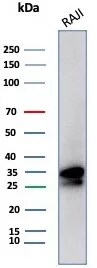 CD20 Antibody (MS4A1/8072R) - Azide and BSA Free Western Blot: CD20 Antibody (MS4A1/8072R) - Azide and BSA Free [NBP3-24187] -