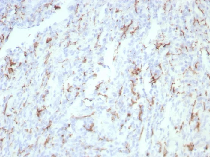 CD163 Antibody (rM130/8823) - Azide and BSA Free Immunohistochemistry-Paraffin: CD163 Antibody (rM130/8823) - Azide and BSA Free [NBP3-24189] -