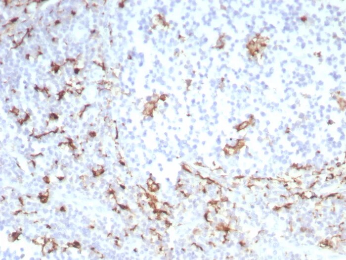 CD163 Antibody (M130/8821R) - Azide and BSA Free Immunohistochemistry-Paraffin: CD163 Antibody (M130/8821R) - Azide and BSA Free [NBP3-24193] -