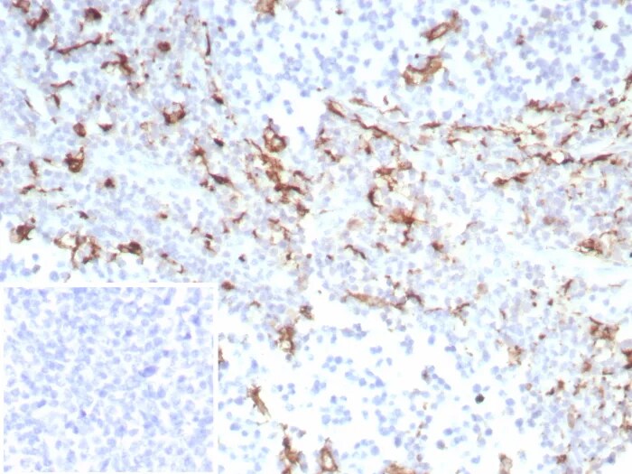 CD163 Antibody (M130/8821R) - Azide and BSA Free Immunohistochemistry-Paraffin: CD163 Antibody (M130/8821R) - Azide and BSA Free [NBP3-24193] -