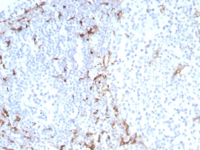 CD163 Antibody (M130/8822R) - Azide and BSA Free Immunohistochemistry-Paraffin: CD163 Antibody (M130/8822R) - Azide and BSA Free [NBP3-24218] -